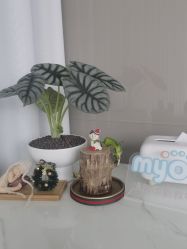 -慢脚印孕产中心(园区国金店)