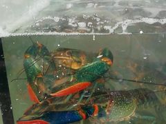 -海吉星市场