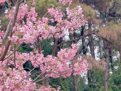 -狐尾山公园