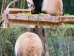 -广州长隆野生动物世界