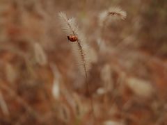 -白鹭湾湿地公园