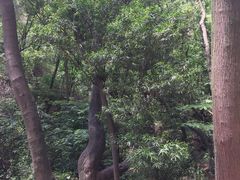-攀枝花公园