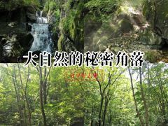 -牛背梁国家森林公园