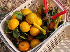 -尚果生态采摘园