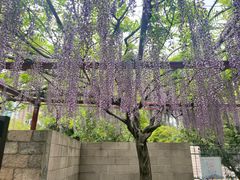 -嘉定紫藤园