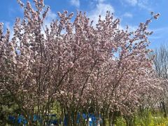 -大兴滨河森林公园