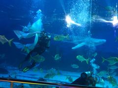 -烟台海昌鲸鲨海洋公园