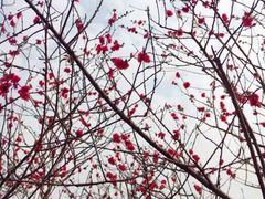 -松山湖南湖湾露营营地