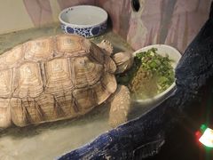 -上海大自然野生昆虫馆(东方明珠·爬宠昆虫探索中心)