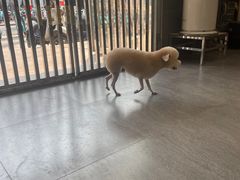 -汤姆宠物(长青北路店)