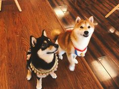 -豆柴町-柴犬主题狗咖(红鼎国际C座店)