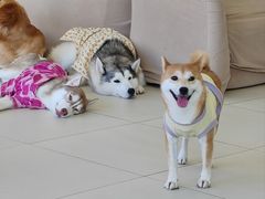 -怪兽屋·羊驼·猫咖·狗咖(俊华广场店)