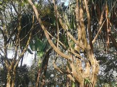 -独树成林