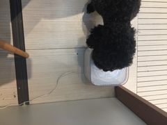 -PETKIT 小佩宠物·低压洗护·美容·寄养(安远店)