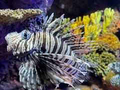 -上海海洋水族馆