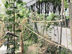 -马陆小张葡萄园农家乐