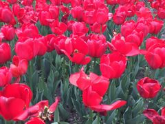 -大宁郁金香公园-停车场