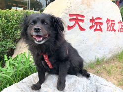 -天坛饭店-宴会厅