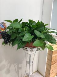 点击看大图 -P.STYLE派斯造型