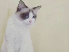 -猫色咖啡·猫咖