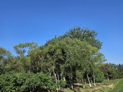 -大兴滨河森林公园