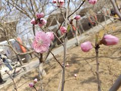 -桃花堤公园
