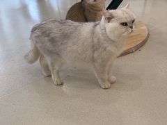 -共舞时光猫咖·狗咖(新街口店)