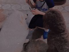 -more than meow吴止猫主题餐厅(承德 中船汇店)