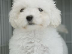 -翊宠yipet猫狗购宠庄园犬舍•猫舍