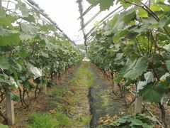 -马陆小张葡萄园农家乐