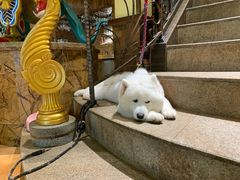 -more than meow吴止猫主题餐厅(承德 中船汇店)