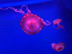 -暹罗海洋世界