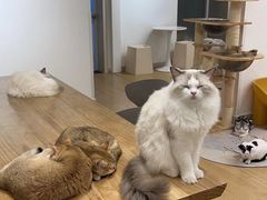 -有喵·猫咖·狗咖·30几只猫10只小狗(岗厦店)