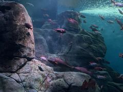 -上海海洋水族馆