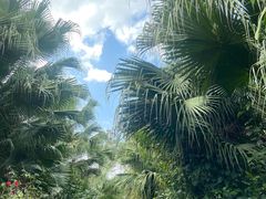 -华侨城湿地公园