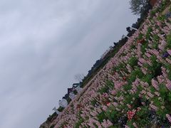 -空港花田景区