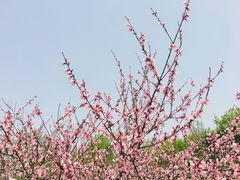 -郑州中国绿化博览园