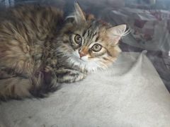 -博特宠物医院24h犬猫全科.骨科·异宠