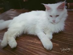 -吉丁鸟咖·异宠·寄养