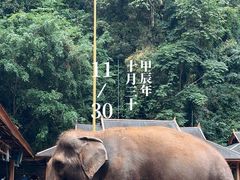 -野象谷景区