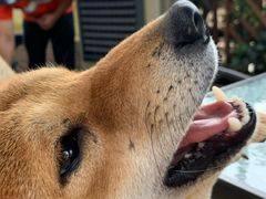 -柴犬高等学院·狗咖·柴犬售卖·宠物训练
