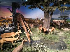 -国家自然博物馆