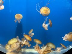 -烟台海昌鲸鲨海洋公园