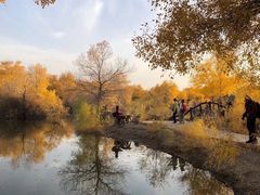 -金塔沙漠胡杨林景区