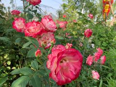 -同銮特种养殖场·龙虾垂钓