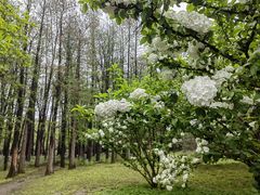 -上海共青森林公园