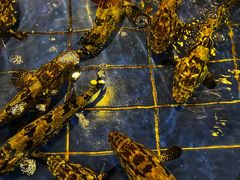 水产区-79号渔船海鲜饭店(华强北店)