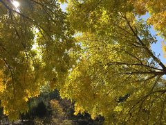 -大兴滨河森林公园