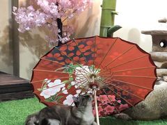 -白兔子密室(长寿路店)