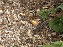 -五营红松林海景区